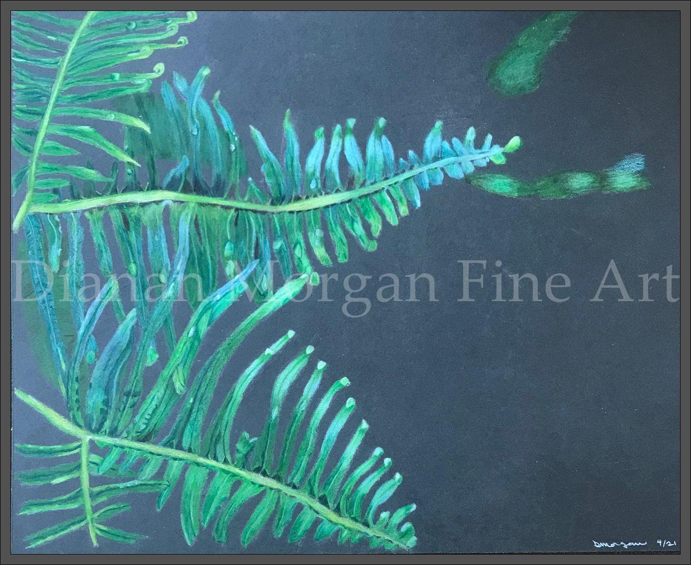 Ferns 1